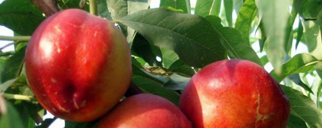 油桃是堿性水果嗎 吃油桃的註意事項