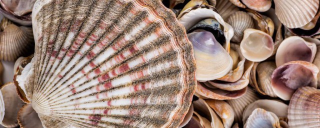 貝殼類海鮮的營養價值和保存方法 關於貝殼類海鮮的營養價值和保存方法
