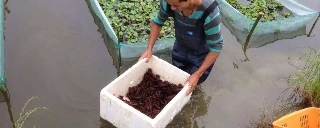 龍蝦養殖技術方法要點 如何養殖龍蝦