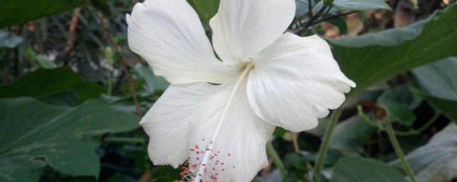 白色木槿花的花語 白色木槿花的花語介紹