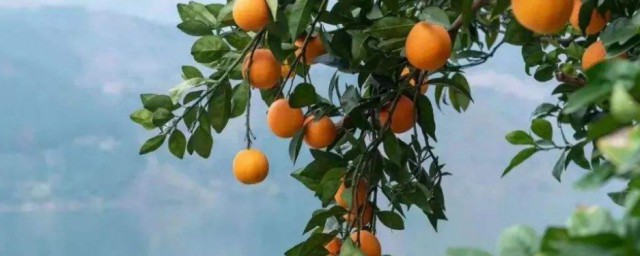 奉節為什麼適合種臍橙 奉節為啥適合種臍橙