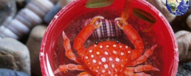 螃蟹和草莓可以一起吃嗎 吃瞭草莓不宜吃螃蟹