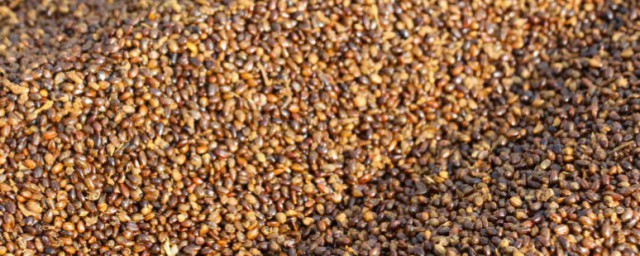 沙棘籽的食用方法 沙棘籽怎麼吃