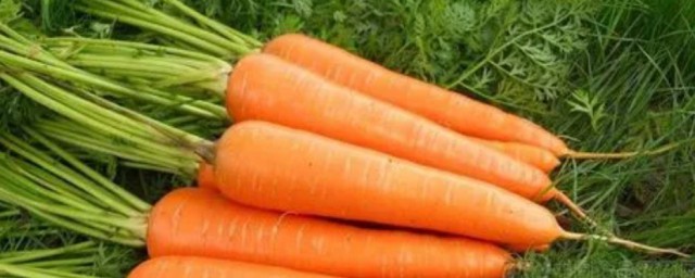 胡蘿卜屬於碳水還是蔬菜 胡蘿卜到底屬於碳水還是蔬菜