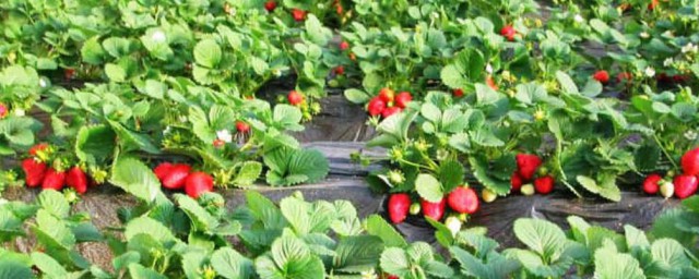 大棚草莓的種植方法 如何種植大棚草莓