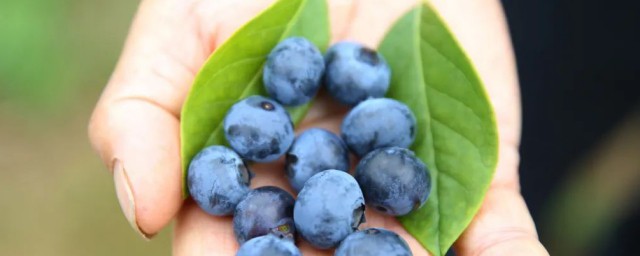 藍莓表面的白色能吃嗎 藍莓表面的白色可以吃