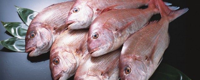 真鯛魚怎麼做好吃 真鯛魚的烹飪方法