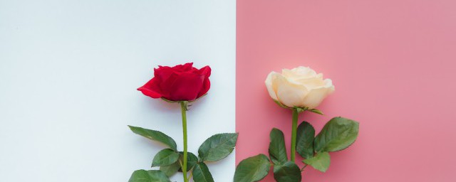 白玫瑰和紅玫瑰的寓意 白玫瑰和紅玫瑰的寓意是什麼