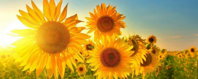 太陽花的寓意和花語是什麼 太陽花的寓意和花語是啥