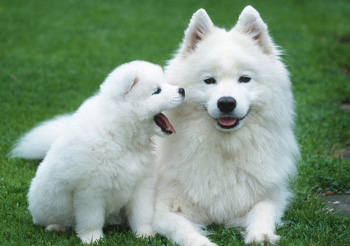 薩摩耶犬|薩莫耶德犬、Canis lupus familiaris、薩摩耶犬