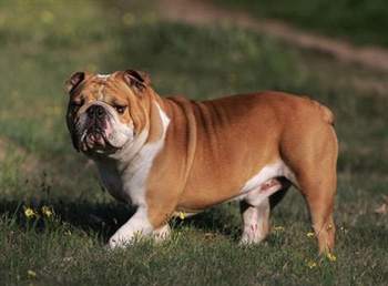 老虎狗|英國鬥牛犬、Bulldog、英國鬥牛犬