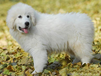 比利牛斯山犬、Canis lupus familiaris 、大白熊犬