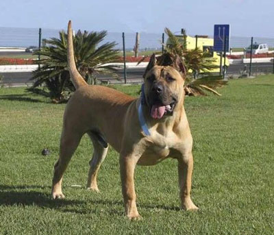 西班牙加納利犬、加那利犬、西班牙加納利犬、加那利犬