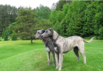 愛爾蘭獵狼犬、Irish Wolfhound、愛爾蘭獵狼犬