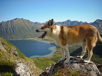 挪威倫德獵犬、Lundehund、挪威倫德獵犬