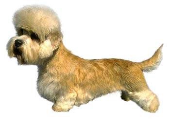 短腳長身梗、Dandie Dinmont Terrier、短腳長身梗