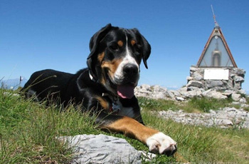 大瑞士山地犬、Greater Swiss Mountain Dog、大瑞士山地犬