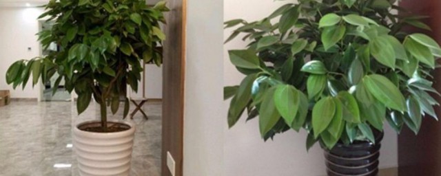 綠寶樹適合放客廳嗎 綠寶樹可以放客廳嗎