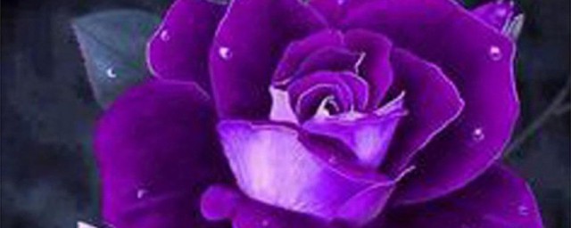 紫色玫瑰花語是什麼 紫色玫瑰花語代表什麼