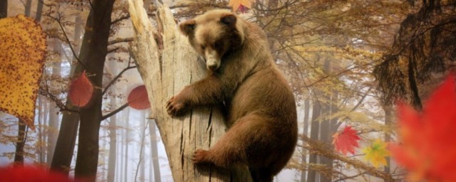 熊會爬樹嗎 熊會不會爬樹