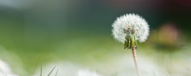 春天適合喝蒲公英茶嗎 春天能不能喝蒲公英茶