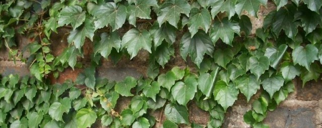 常見的爬壁植物有哪些 常見的爬壁植物有什麼