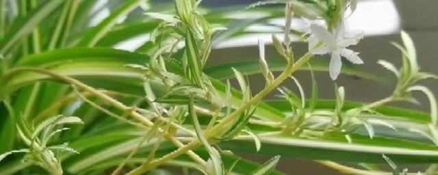 室內綠色植物有哪些 室內綠色植物有什麼