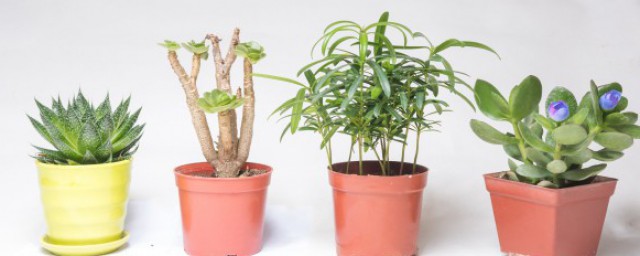 選擇辦公室風水植物的禁忌 選擇辦公室風水植物有什麼禁忌