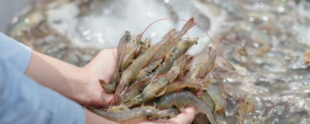 香炸海蝦的做法 香炸海蝦怎麼做