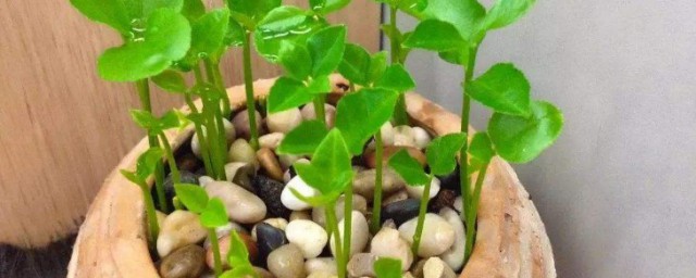 葡萄籽怎麼種成小盆栽 葡萄籽如何種成小盆栽