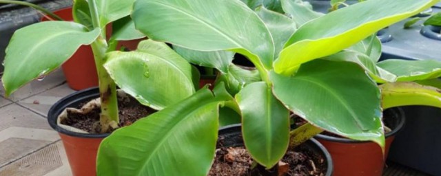 香蕉籽怎麼種小盆栽 香蕉籽如何種小盆栽