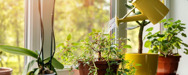 客廳植物禁忌 客廳植物禁忌是什麼