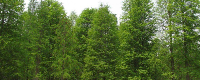 為什麼說水杉是古老的活化石植物 為何說水杉是古老的活化石植物