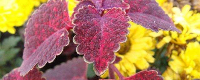 關於彩色葉植物 關於彩色葉植物有哪些