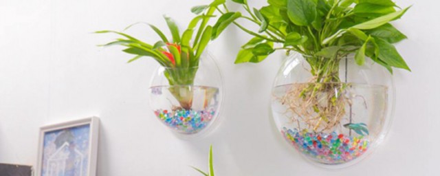 室內水生植物介紹 室內水生植物分享