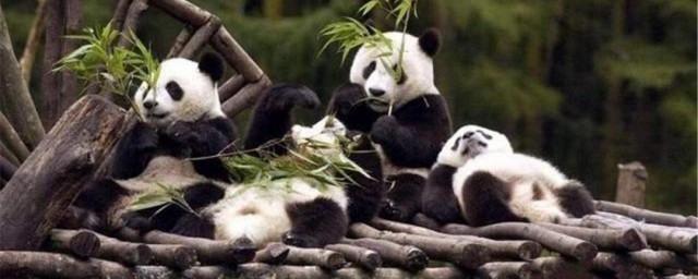 國寶大熊貓的生活習性 國寶大熊貓有什麼生活習性
