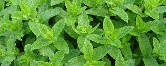 種植香草植物的五個技巧 種植香草植物的五個技巧簡單介紹
