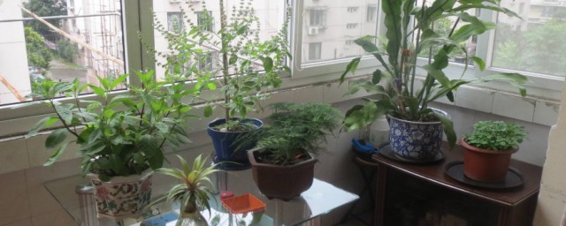 適合放在陽臺上的植物 如下植物適合種在陽臺上