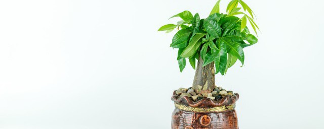 如何在客廳擺放植物 客廳擺什麼植物好