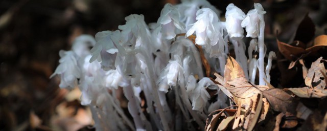 水晶蘭的風水學應用 水晶蘭有什麼風水學應用
